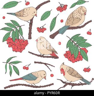 Hand drawn vector set of birds, branches, leaves and rowanberry in pastel colors isolated on white background. Winter decoration outline in sketch sty Stock Vector