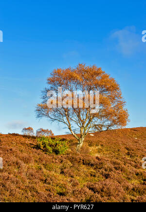 SILVER BIRCH TREE BETULA PENDULA  SCOTLAND WITH HEATHER  ON A CALM DAY IN AUTUMN Stock Photo