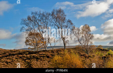 SILVER BIRCH TREES BETULA PENDULA  SCOTLAND AGAINST AN AUTUMN SKY Stock Photo