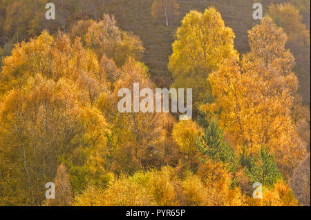 SILVER BIRCH TREES BETULA PENDULA  SCOTLAND BIRCH TREE WOODLANDS AND MISTY AUTUMN MORNING Stock Photo
