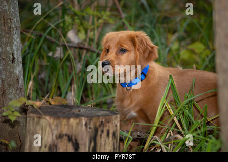 A golden retriever puppy standing in the woods. Stock Photo