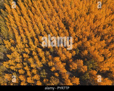 Autumn season forest scenery from drone point of view, beautiful golden brown treetops