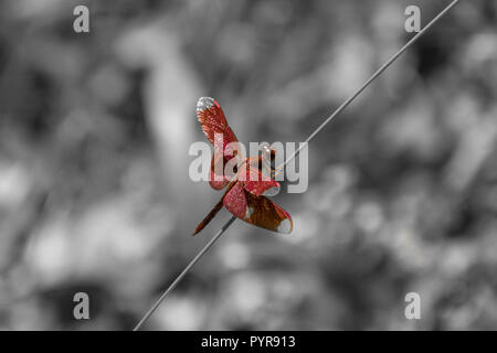 Red dragon fly sitting on straw in front of black and white background