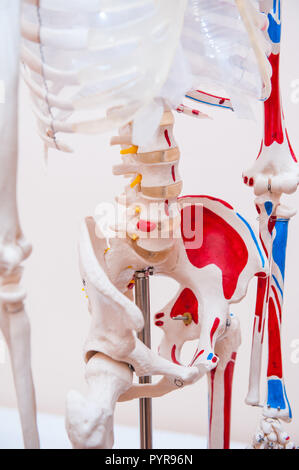 Close up human model pelvis skeleton model. Medical clinic concept. Selective focus Stock Photo