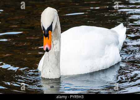 White swan eating weeds on the lake at The Vyne, Hampshire, UK Stock Photo