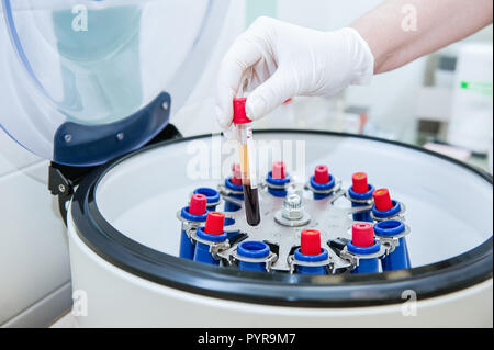 Doctor hand in medical glove with clinical chemistry samples putting them to centrifuge. Stock Photo