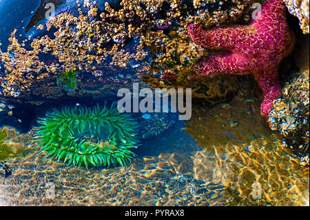 Anthopleura Anemone's  and a Star fish in a Tide Pool on the Oregon Coast. Stock Photo