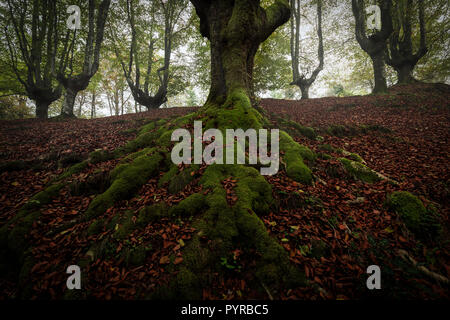 Beech tree roots in Gorbea natural park Stock Photo