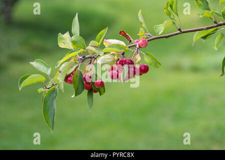 Close up of Malus hupehensis / Hupeh Crabapple against a blurred green background Stock Photo
