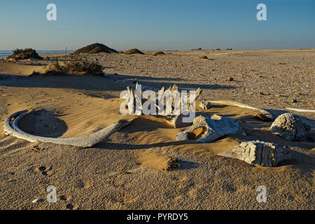 Whale bones, bleached in the sun lying on the sand at Meob Bay whaling station, Skeleton coast, Namibia, Africa Stock Photo