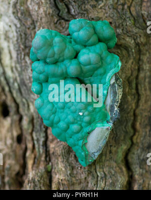 Botryoidal malachite cluster from Democratic Republic of the Congo on a tree bark in the forest preserve. Stock Photo