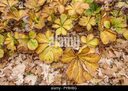 Rodgersia pinnata 'Superba', autumn leaves Stock Photo