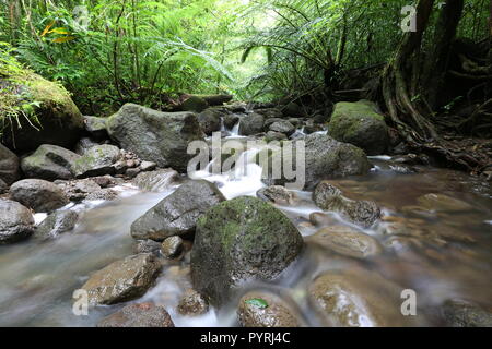 Waihi stream in the lush tropical rainforest, Oahu, Hawaii Stock Photo