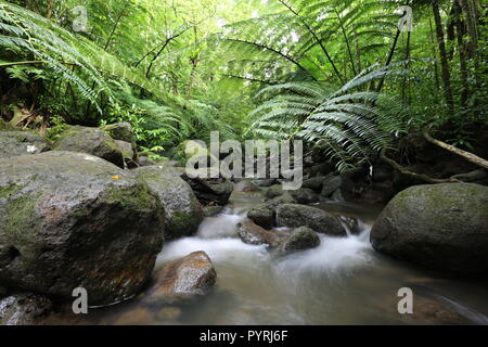 Waihi stream in the lush tropical rainforest, Oahu, Hawaii Stock Photo