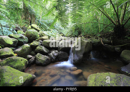 Waihi stream in the lush tropical rainforest, Oahu, Hawaii Stock Photo