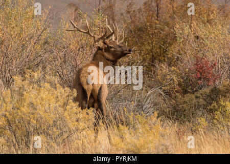 Young Bull Elk I Stock Photo