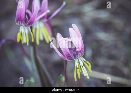 Siberian fawn lily (Erythronium sibiricum). Selective focus. Stock Photo