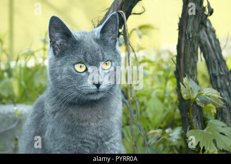 Gray cat outdoors near the bush vine Stock Photo