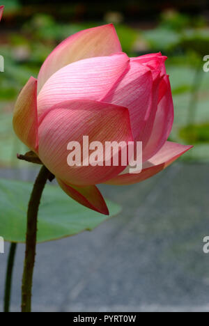 Lotus flower, rare flower. Ancient flower. Symbol of purity. Symbol of Buddhism, Nelumbo, Lotus orehonosny, Species listed in the Red book, Nelumbo nu Stock Photo