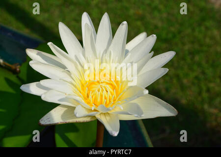 Lotus rare flower. Symbol of purity. Stock Photo