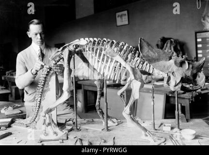 Norman Ross of the division of Paleontology, National Museum, preparing the skeleton of a baby dinosaur some seven or eight million years old for exhibition March 19, 1921 Stock Photo