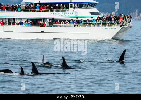 Killer whale or orca pod (Orcinus orca), Resurrection Bay, Kenai Fjords National Park, Alaska, USA. Stock Photo