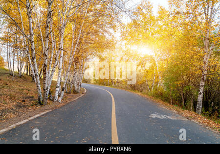 Empty road leading through fall foliage forest in the autumn Stock Photo