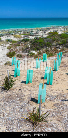 New native plants with seedling protectors planted in a sand Dune Conservation Area at Trigg Beach, Perth, Western Australia Stock Photo