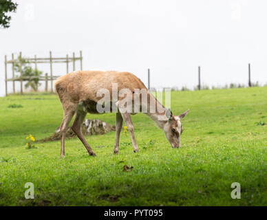 A Red Deer Hind Feeding in Pasture in the Grounds of Culzean Castle Ayrshire Scotland United Kingdom UK Stock Photo