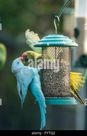 Rose-ringed or ring-necked parakeets (Psittacula krameri), a blue mutation and the usual green coloured parakeet squabbling on bird feeder in garden.  Stock Photo