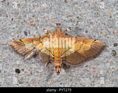 Macro Photography of Yellow Moth on Gray Wall Stock Photo