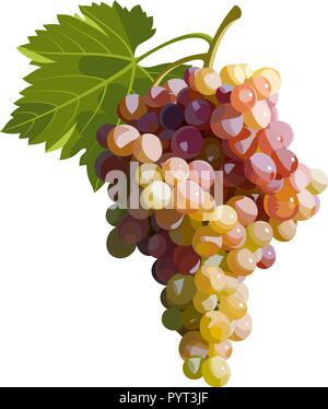 Vector illustration of a bunch of grapes Stock Vector