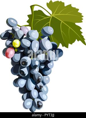 Realistic vector illustration of a bunch of grapes isolated on white Stock Vector