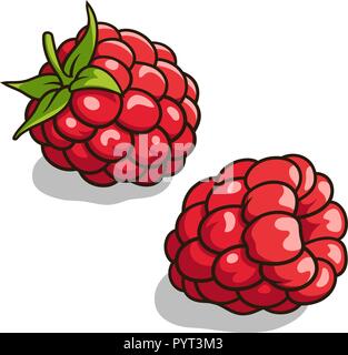 Vector illustration of fresh, ripe raspberries isolated on white Stock Vector