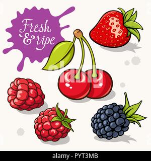 Set of berries. Vector illustrations of strawberry, blackberry, raspberry and cherry. Calligraphic inscription "Fresh & ripe" Stock Vector