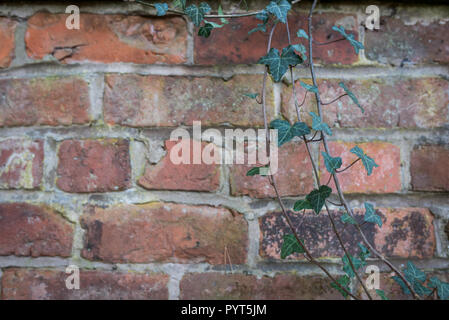 Ivy leaves in front of brick wall Stock Photo