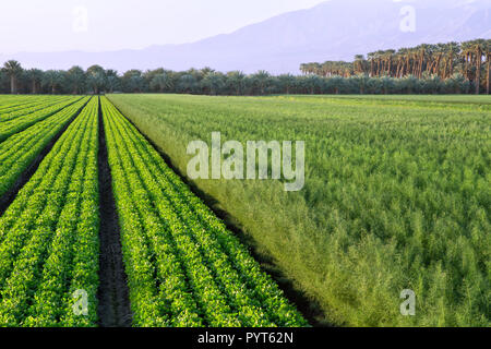 Cilantro 'Coriandrum sativum'  with Fennel 'Foeniculum vulgare' to the right, growing in field. Date Palms in the background, at sunrise. Stock Photo