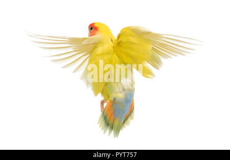 Rosy-faced Lovebird flying, Agapornis roseicollis, also known as the Peach-faced Lovebird in front of white background Stock Photo