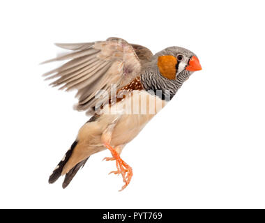 Zebra Finch flying, Taeniopygia guttata, against white background Stock Photo