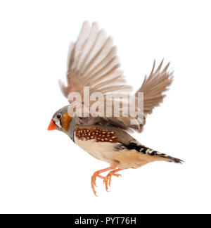 Zebra Finch flying, Taeniopygia guttata, against white background Stock Photo