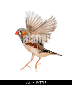 Zebra Finch flying, Taeniopygia guttata, against white background Stock Photo