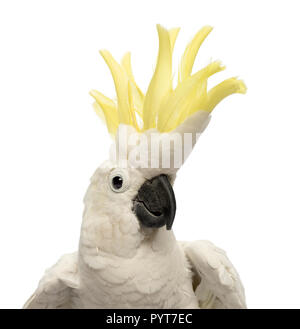 Close-up of a Sulphur-crested Cockatoo, Cacatua galerita, 30 years old, with crest up in front of white background Stock Photo