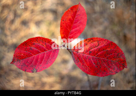 Three Red, Cinnabar Color Leaves Of Mayday Tree (Prunus Padus) In The Forest. Autumn Colors, Change Of Seasons Concept. Stock Photo