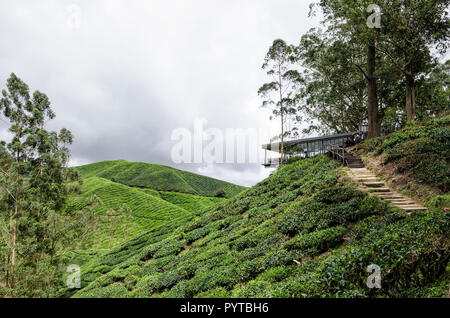 Cameron Highlands, Malaysia - 30 December 2016: Sungai Palas BOH Tea House, one of the most visited tea house by tourists in Cameron Highland, Malaysi Stock Photo