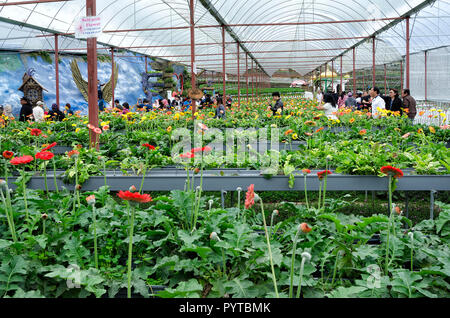 Cameron Highlands, Malaysia - 30 December 2016: Colorful field of Gerbera flower cultivation in Lavender Garden with unidentified visiting buyers by s Stock Photo