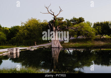Tree impacted by lightning, tree burned and dried on a beautiful river, concept of dryness surrounded by abundance of life. Stock Photo