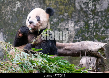 china panda bear cub baby  eating bamboo in zoo, nature around with bamboo Stock Photo