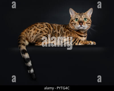 Handsome shiny young adult male Bengal cat, laying down with tail hanging over edge looking straight in camera, isolated on black background Stock Photo