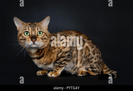 Handsome shiny young adult male Bengal cat, laying down looking straight in camera, isolated on black background Stock Photo