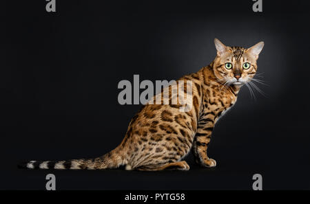 Handsome shiny young adult male Bengal cat, sitting side ways looking straight in canera, isolated on black background Stock Photo